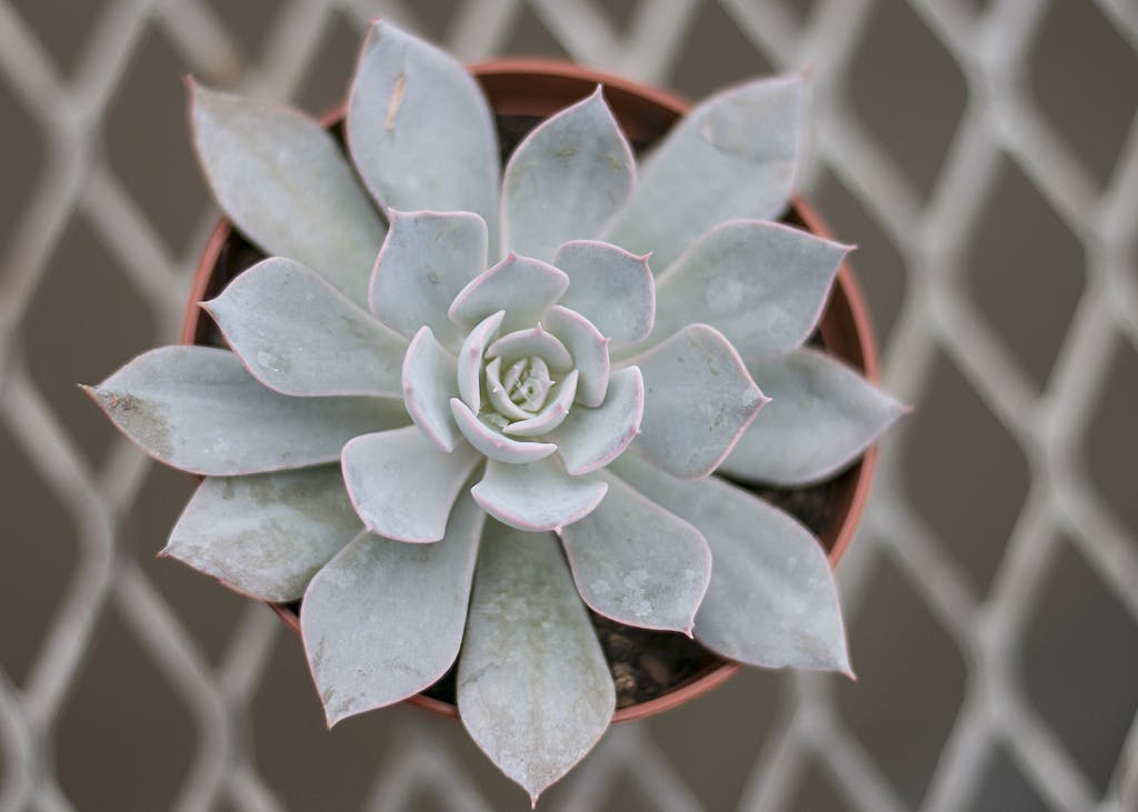 Close-up Photography of Succulent Plant