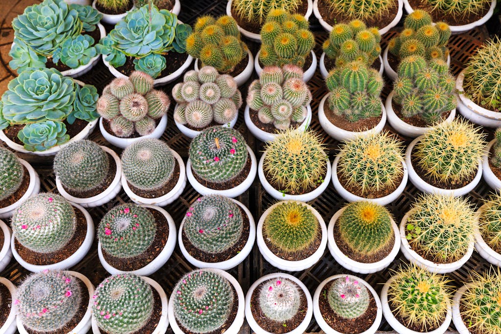 Green Potted Cactus Plants